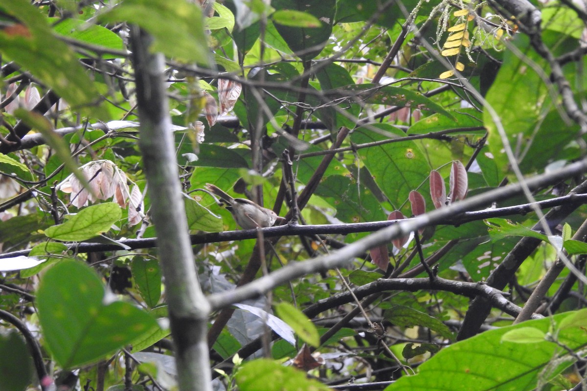 Common Tailorbird - ML550149821