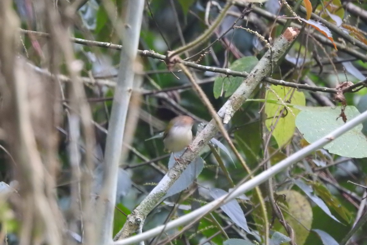 Common Tailorbird - ML550149831