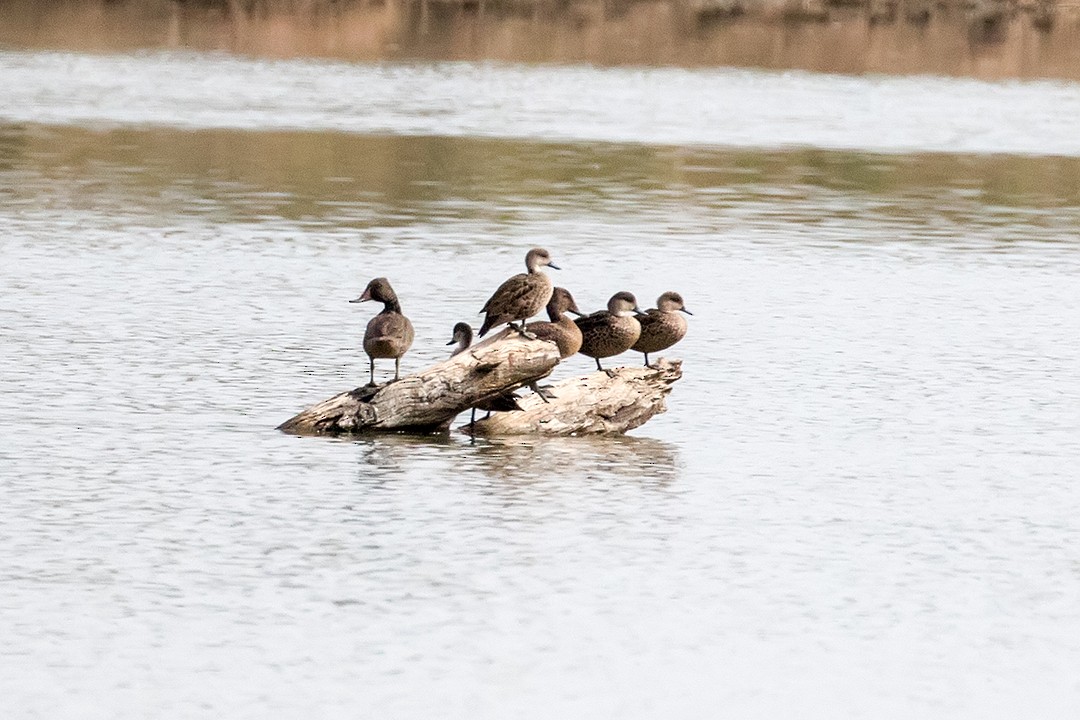 Freckled Duck - ML55015011