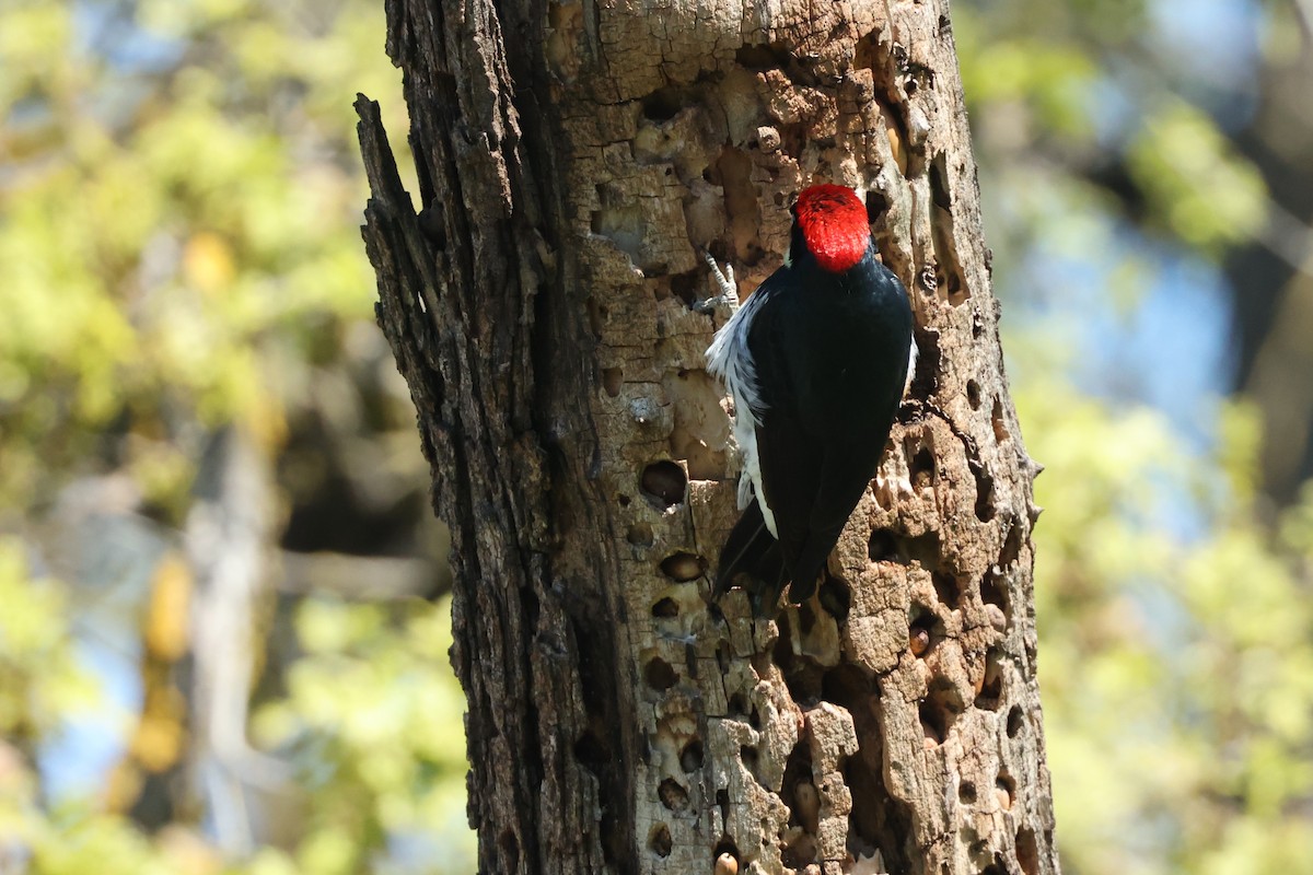 Acorn Woodpecker - ML550152901