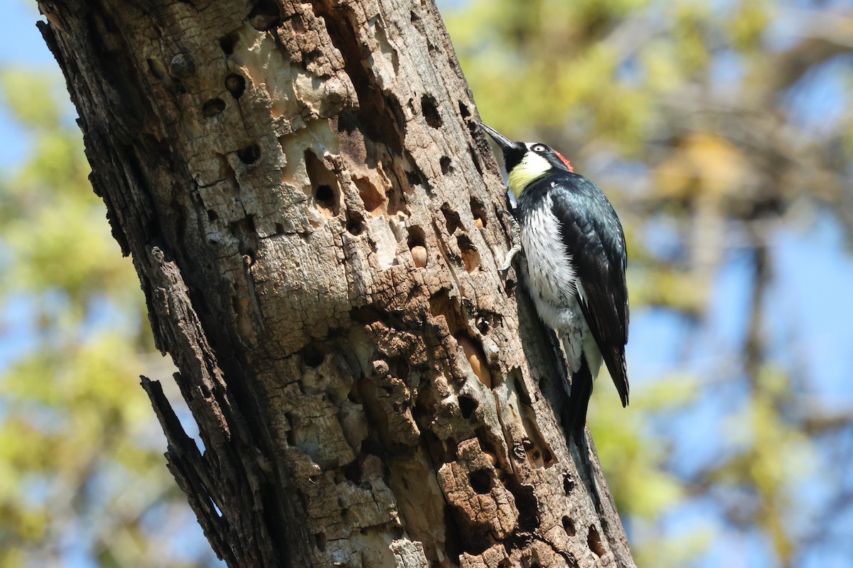 Acorn Woodpecker - Harold Reeve