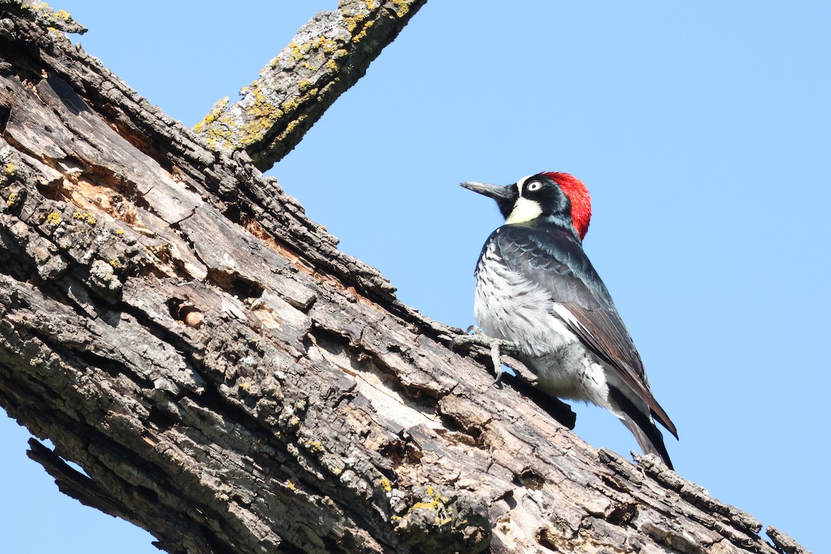 Acorn Woodpecker - Harold Reeve