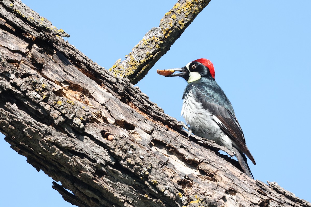 Acorn Woodpecker - Harold Reeve