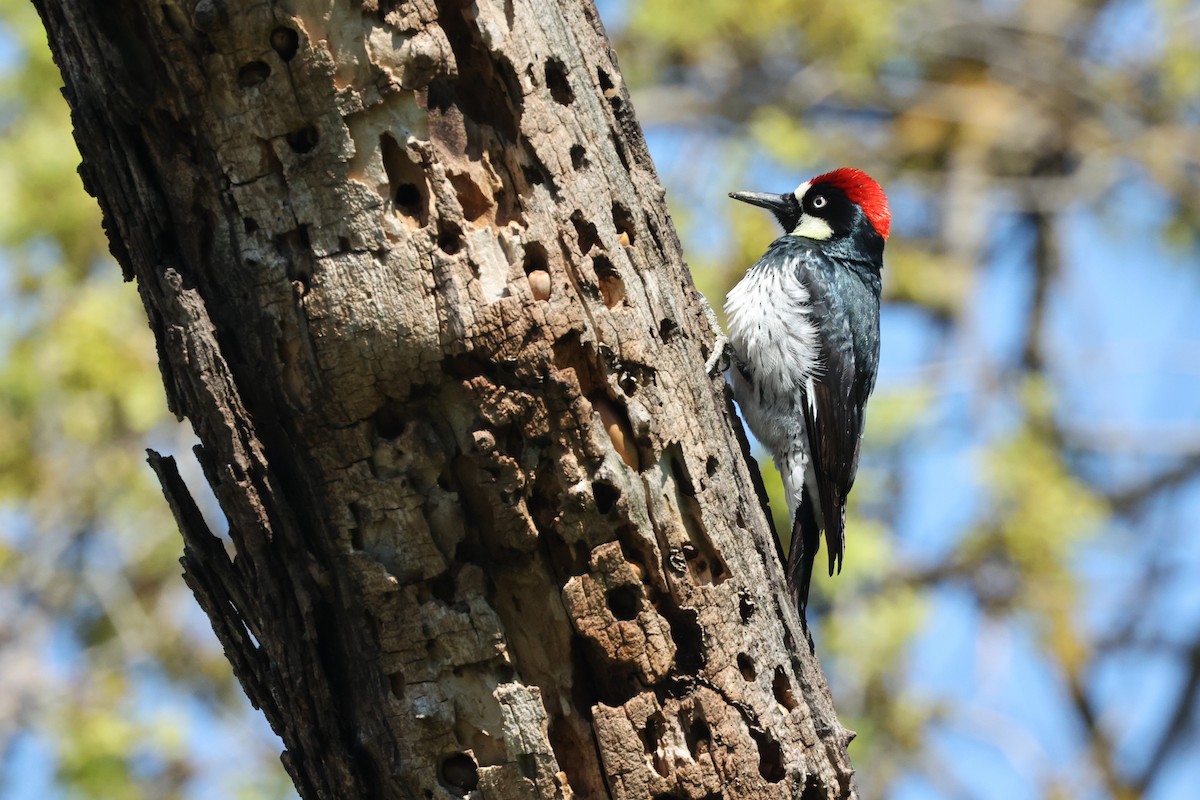 Acorn Woodpecker - Harold Reeve