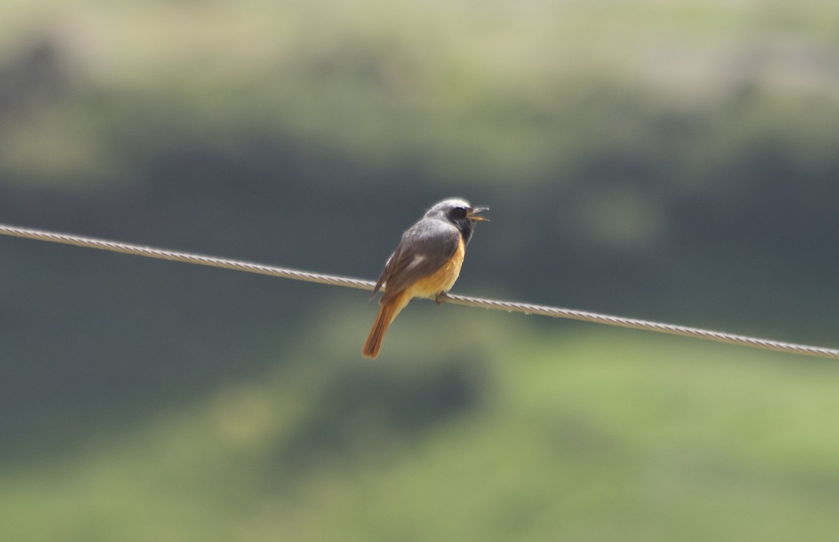 Hodgson's Redstart - Yung-Kuan Lee