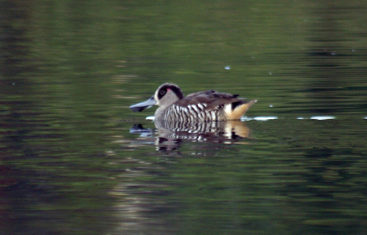 Pink-eared Duck - Peter Bennet