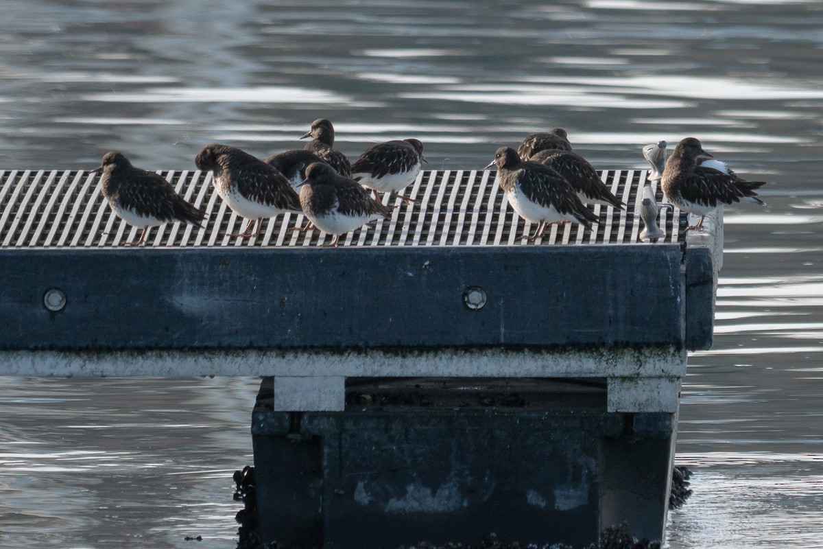 Black Turnstone - ML550156741