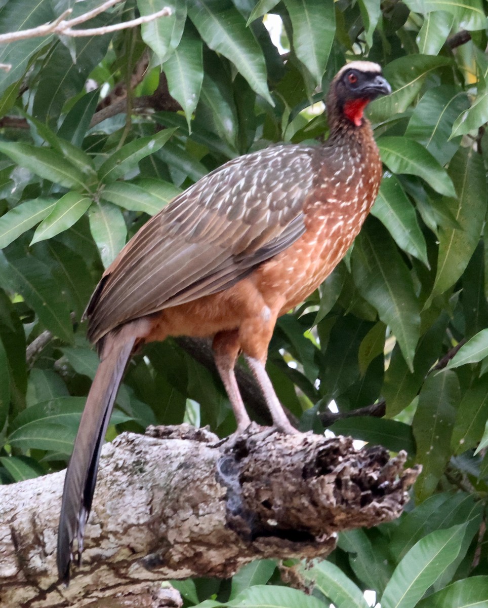 Chestnut-bellied Guan - Scott Rauland