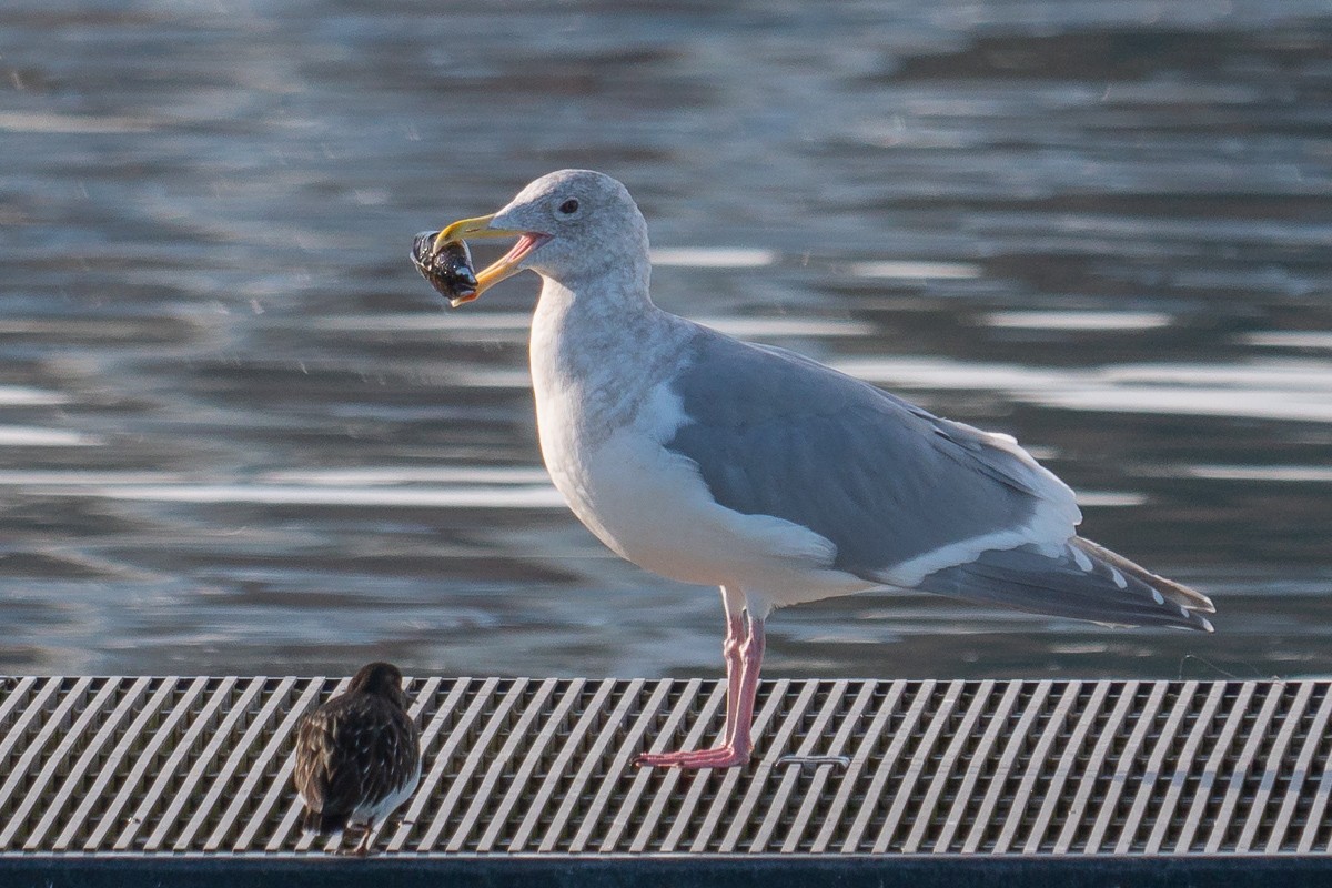 Glaucous-winged Gull - Grace Oliver