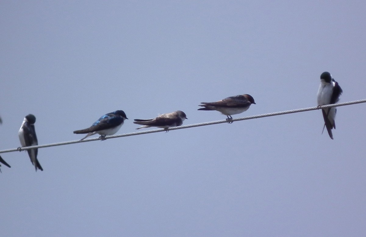 Northern Rough-winged Swallow - ML55015751