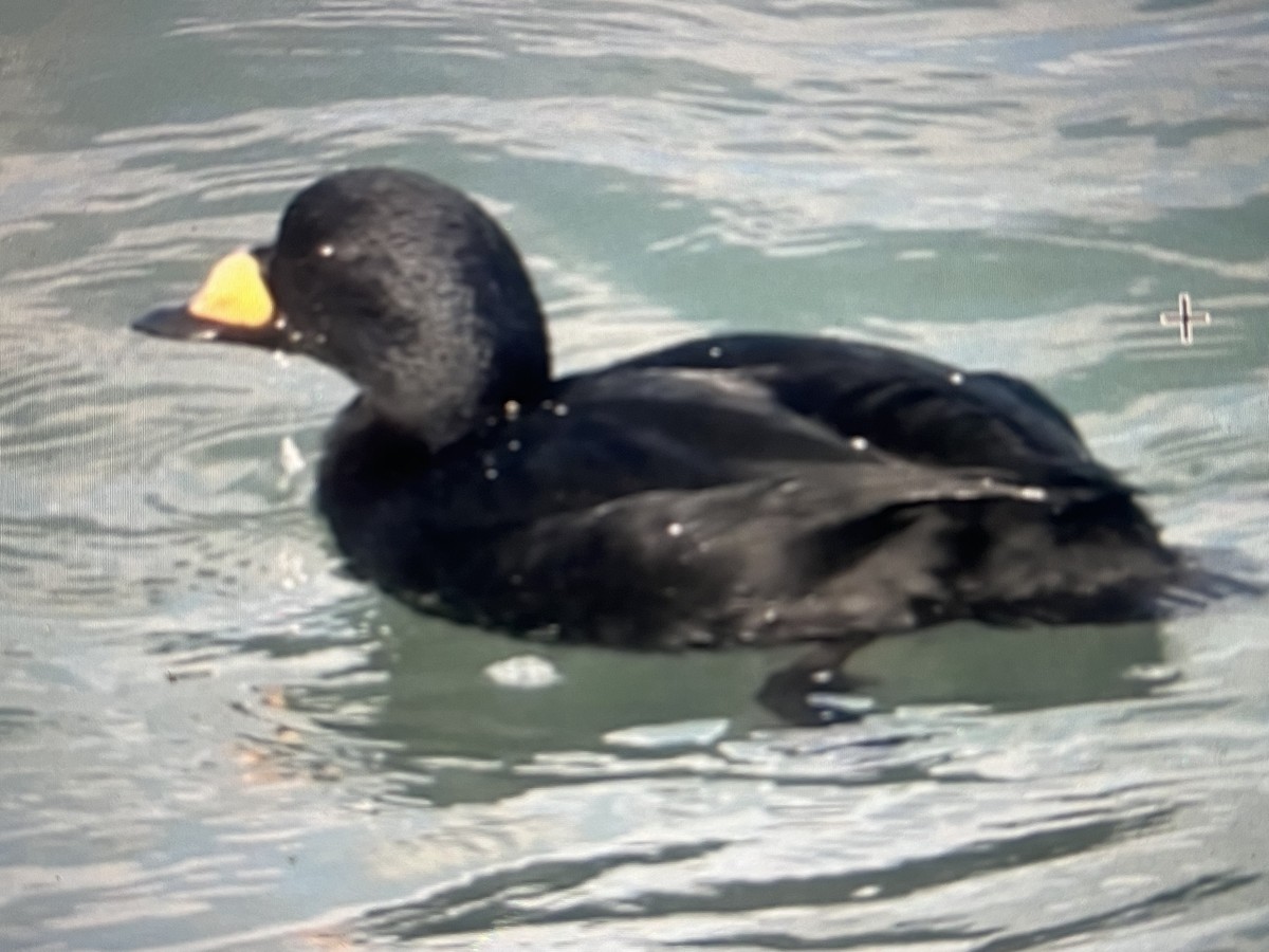 Black Scoter - JEK YAP