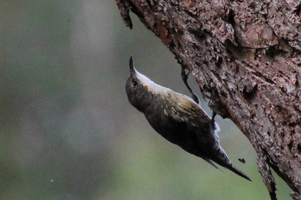 White-throated Treecreeper - Michael Shearston