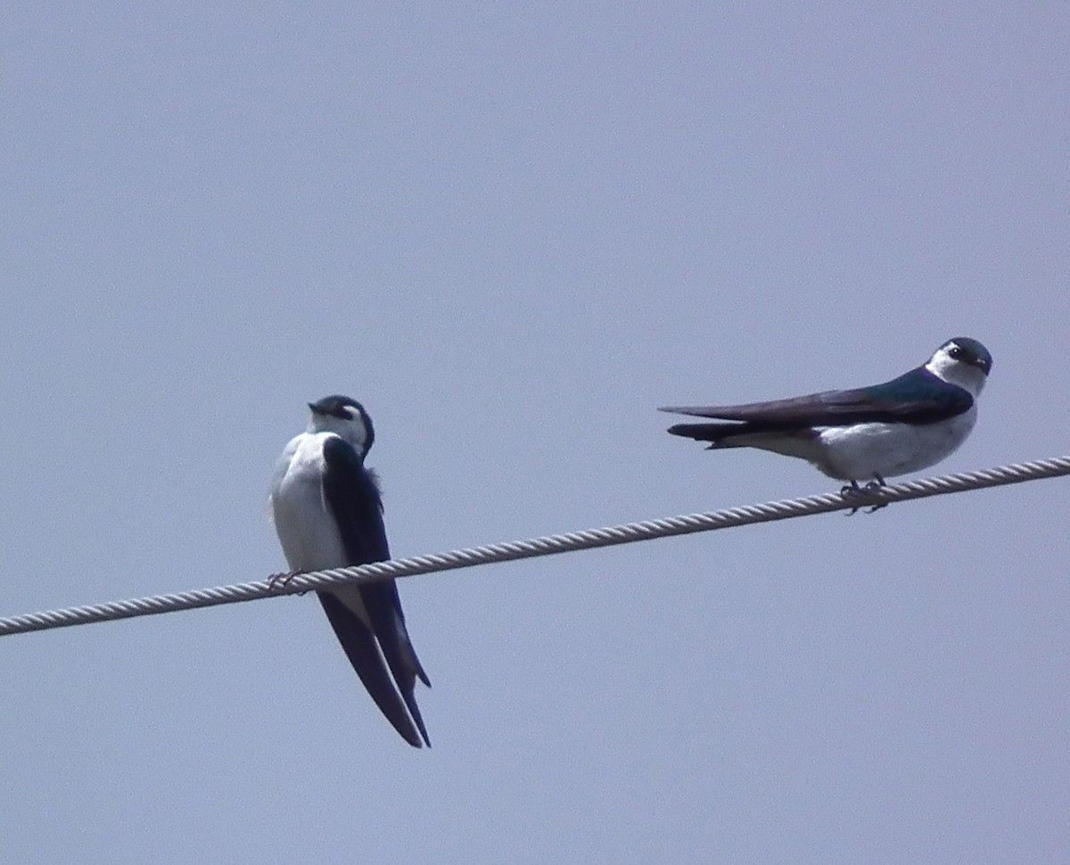 Violet-green Swallow - ML55015921