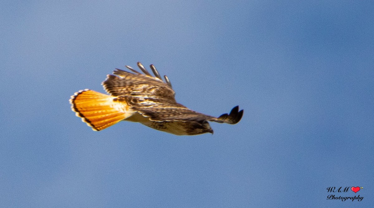 Red-tailed Hawk - ML550159411