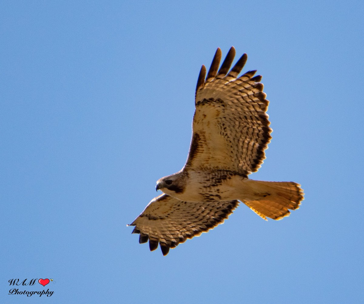 Red-tailed Hawk - ML550159421