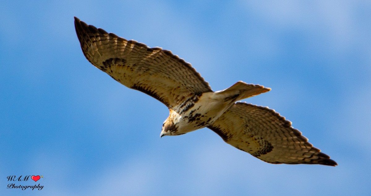 Red-tailed Hawk - ML550159431