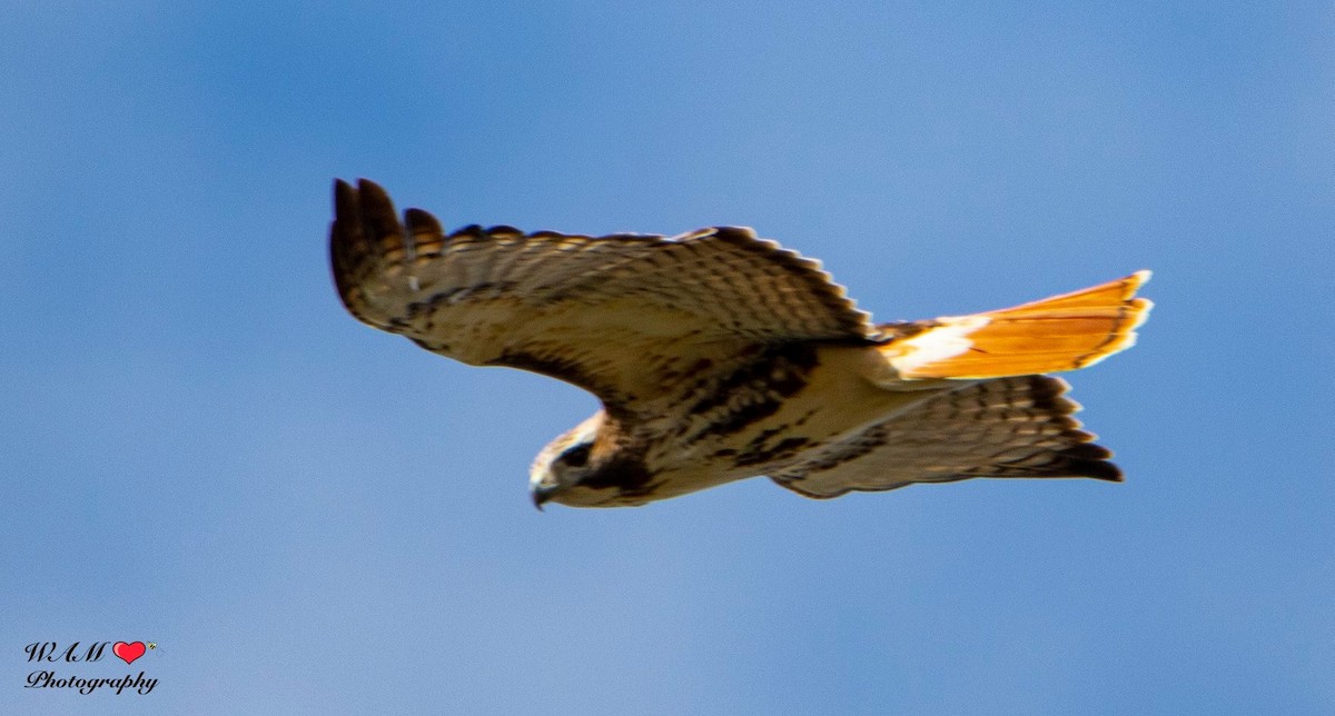 Red-tailed Hawk - ML550159441