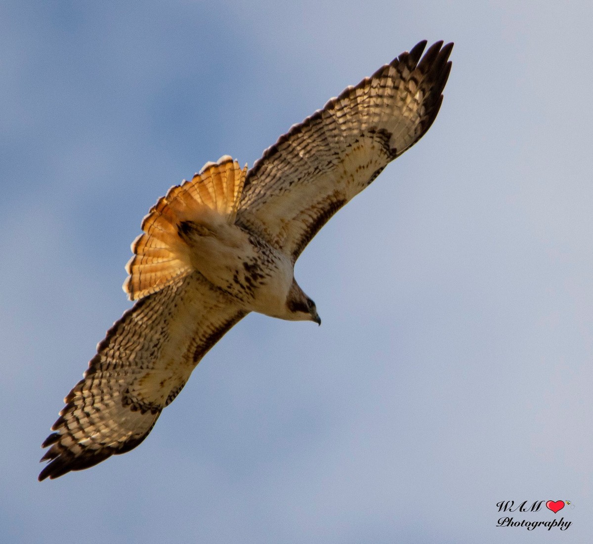 Red-tailed Hawk - ML550159451