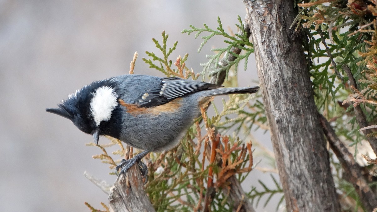 Rufous-naped Tit - ML550160371