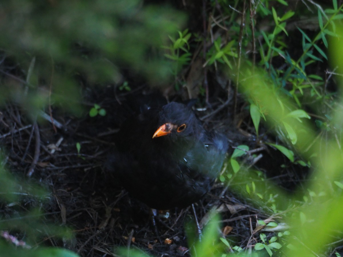 Eurasian Blackbird - ML550160861