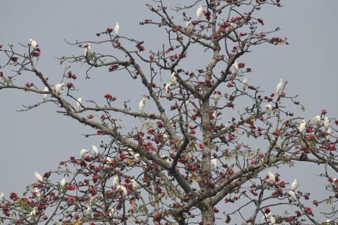 Eastern Cattle Egret - Amitava Dutta