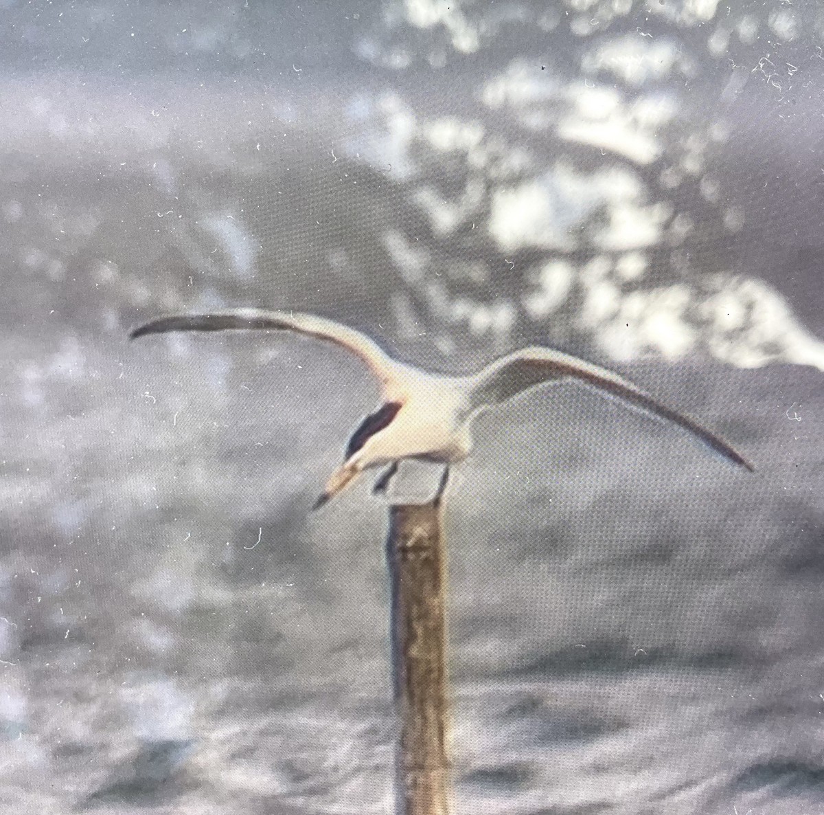 Chinese Crested Tern - Chuck Holliday