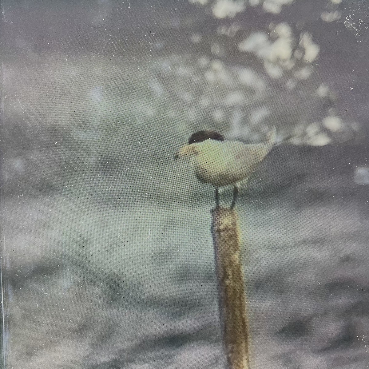 Chinese Crested Tern - Chuck Holliday