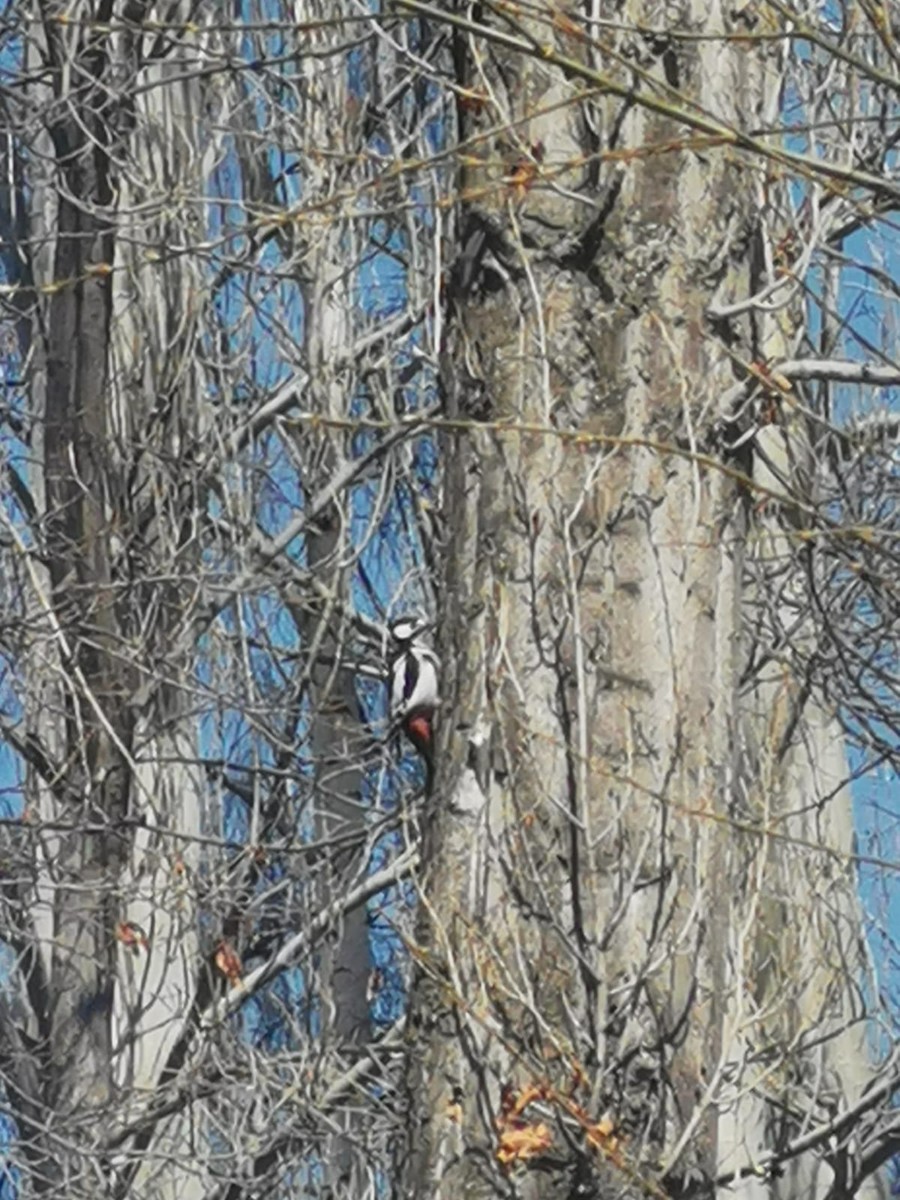 White-winged Woodpecker - ML550162261