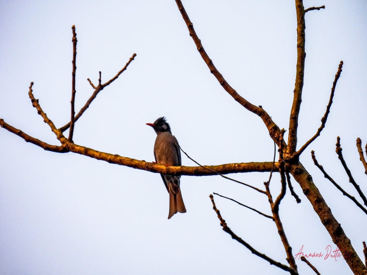 Black Bulbul - Amitava Dutta