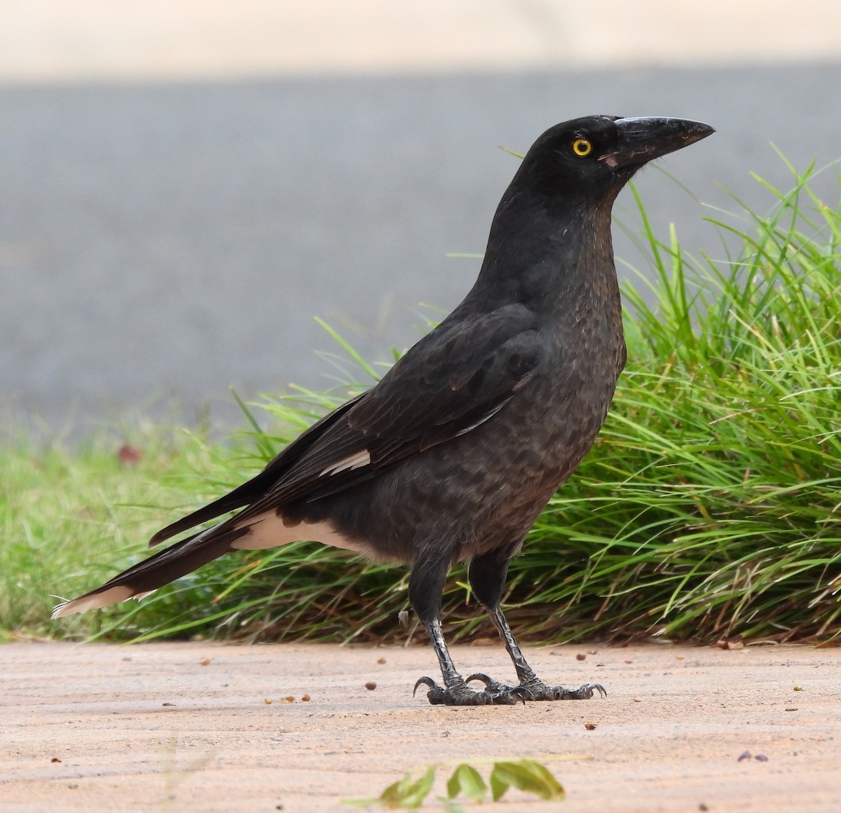 Pied Currawong - Bernadette Mullaney