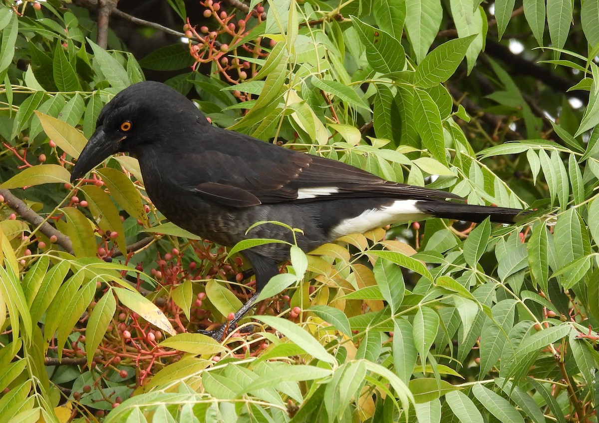 Pied Currawong - Bernadette Mullaney