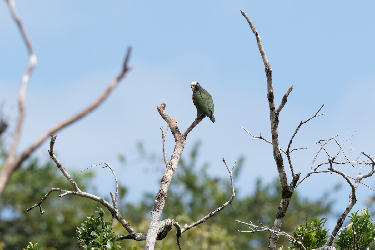 White-crowned Parrot - Nige Hartley