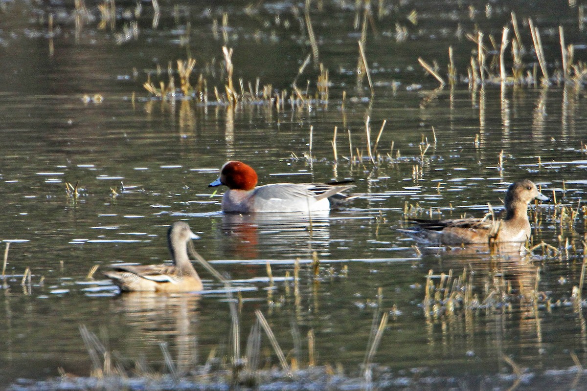 Eurasian Wigeon - ML550167011