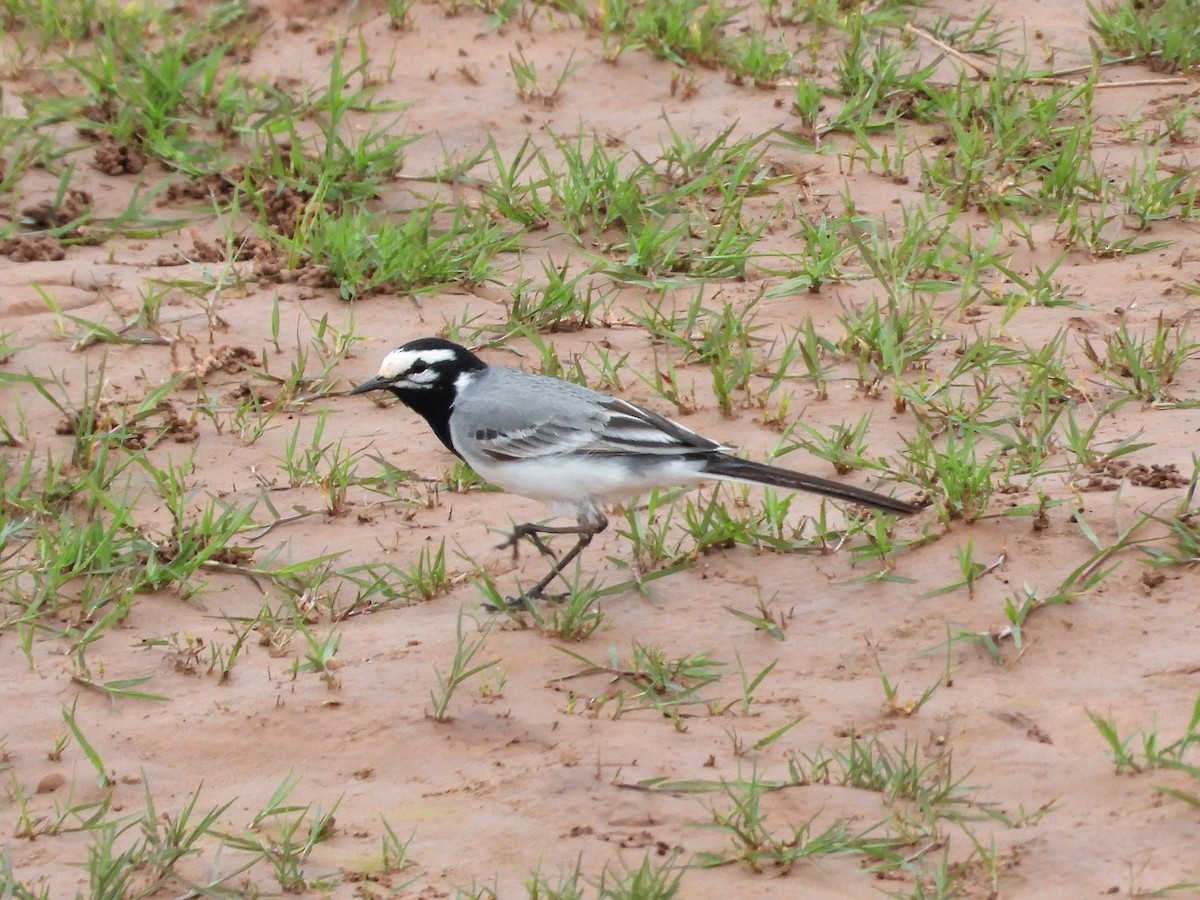 White Wagtail (Moroccan) - ML550167061