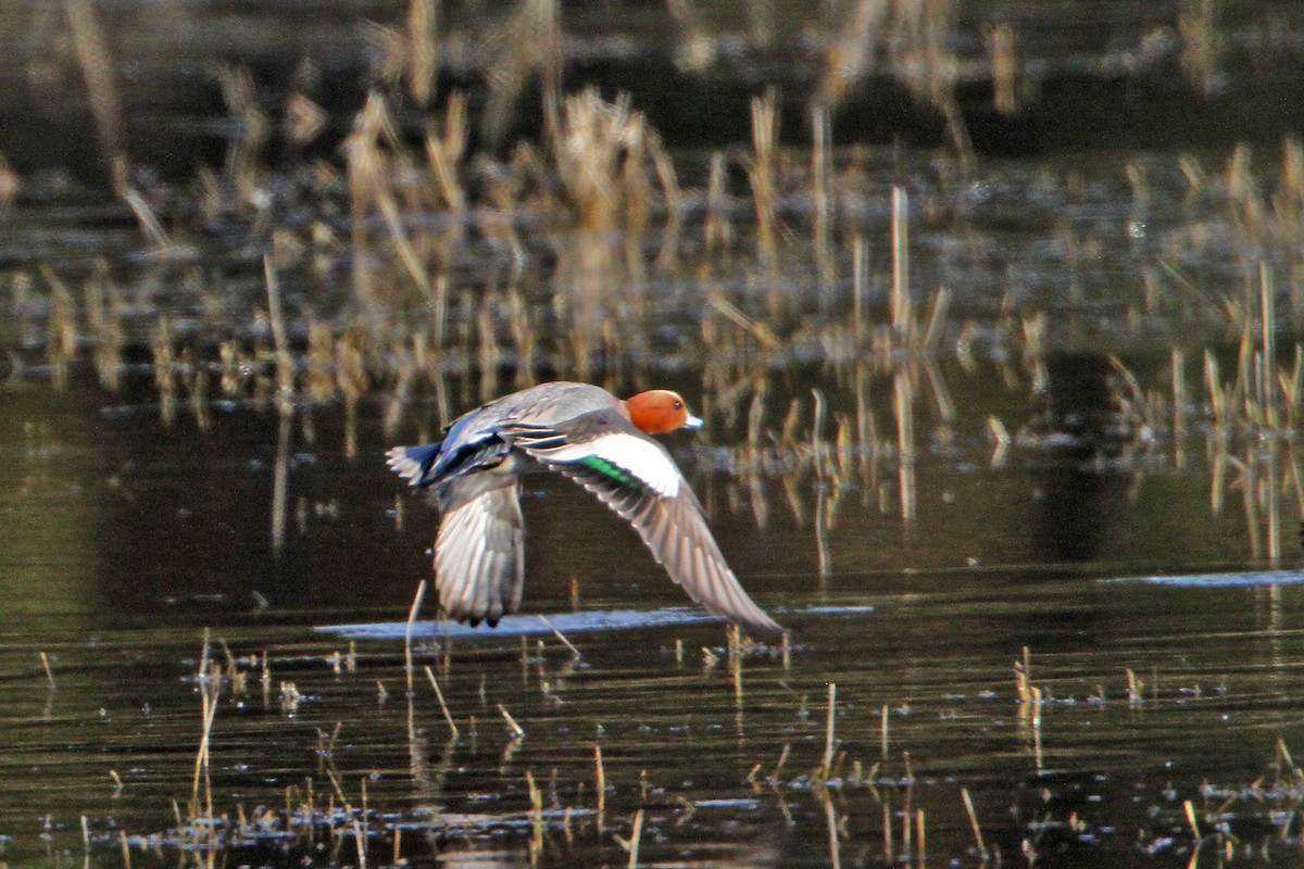 Eurasian Wigeon - ML550167111