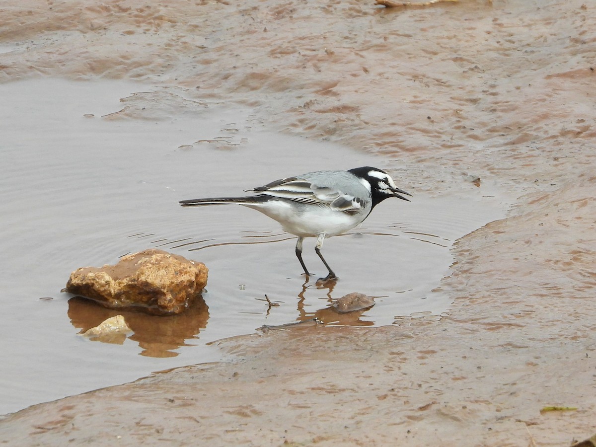 White Wagtail (Moroccan) - ML550167231