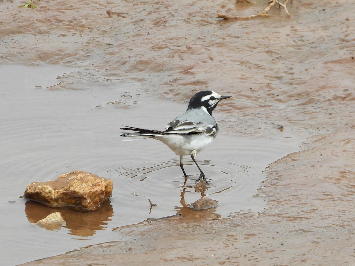 White Wagtail (Moroccan) - ML550167241