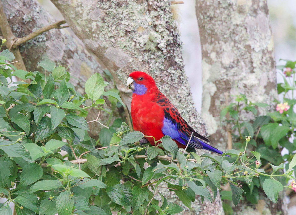 Crimson Rosella - ML550168231