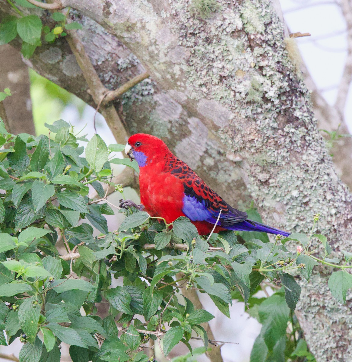 Crimson Rosella - Catherine Kirby