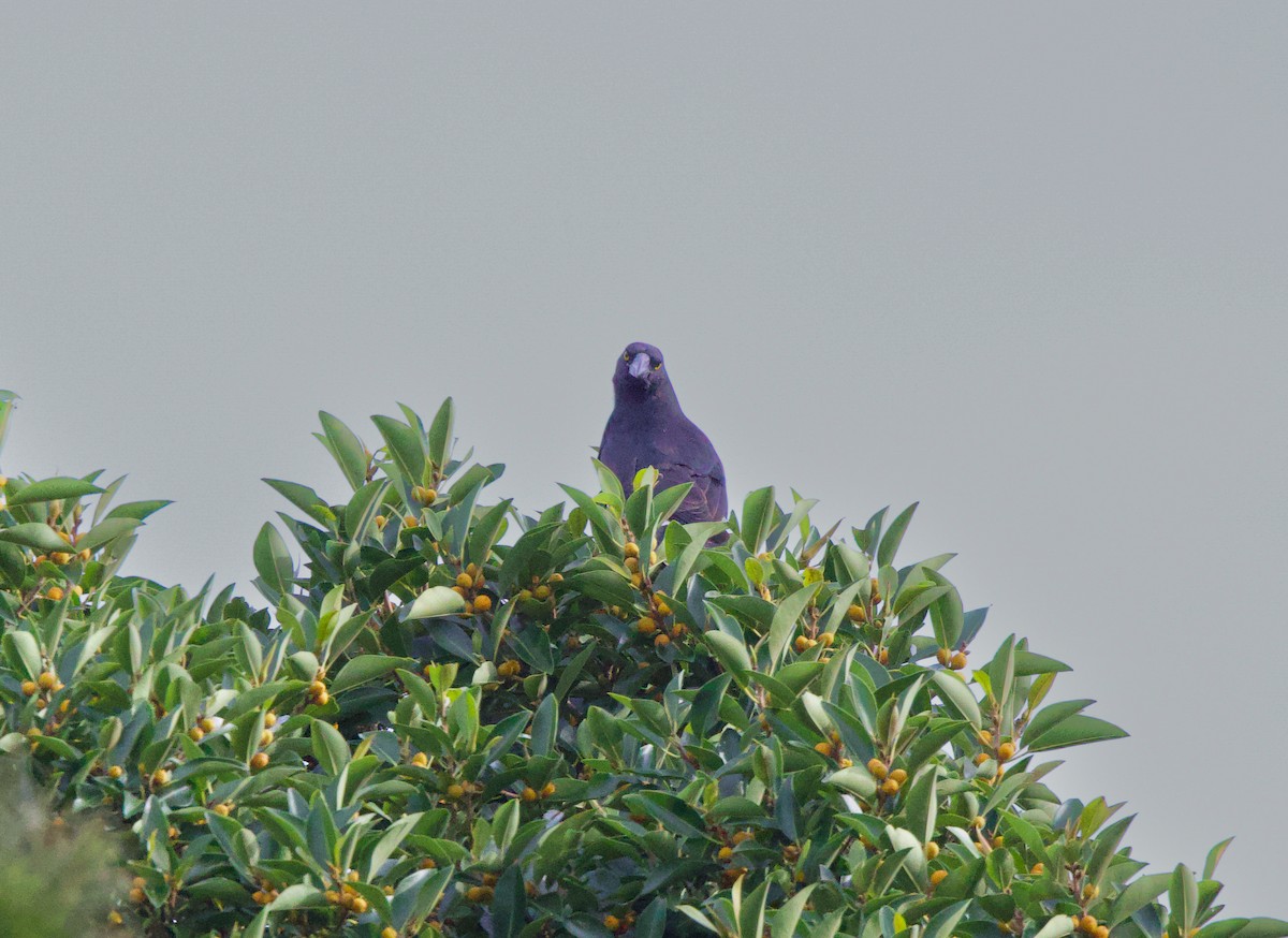 Pied Currawong - ML550168301