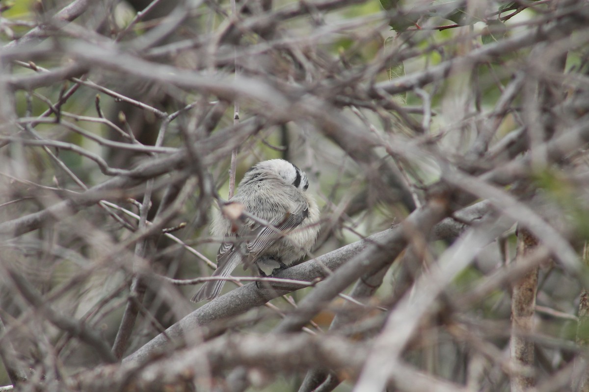 Mountain Chickadee - ML550168781
