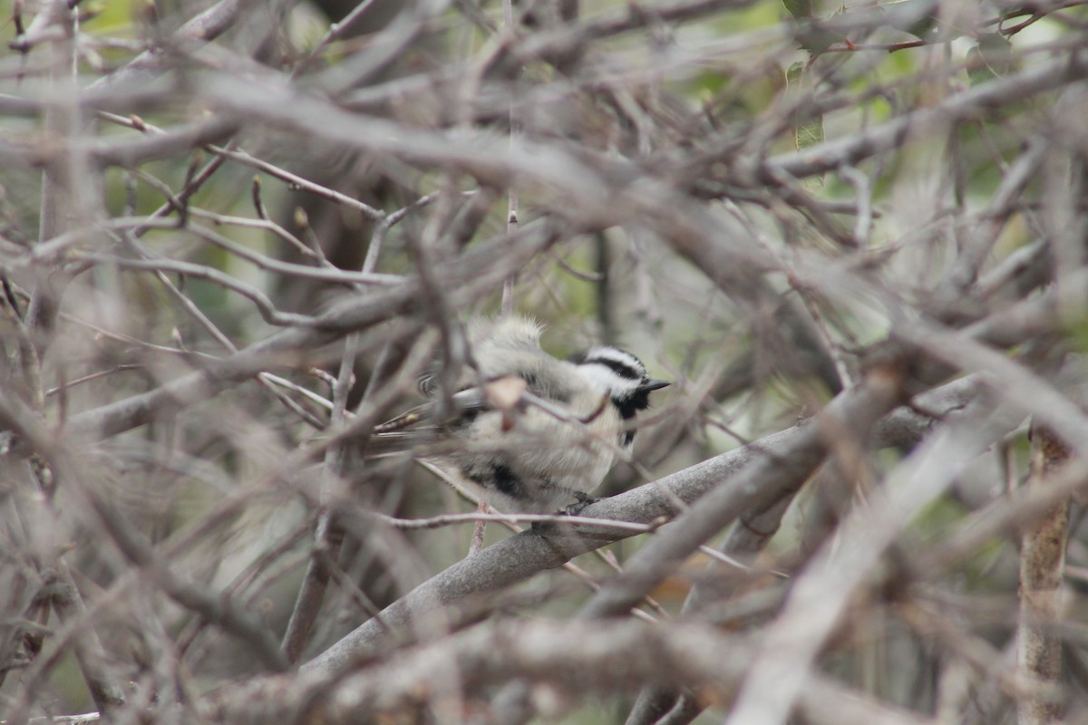 Mountain Chickadee - ML550168791