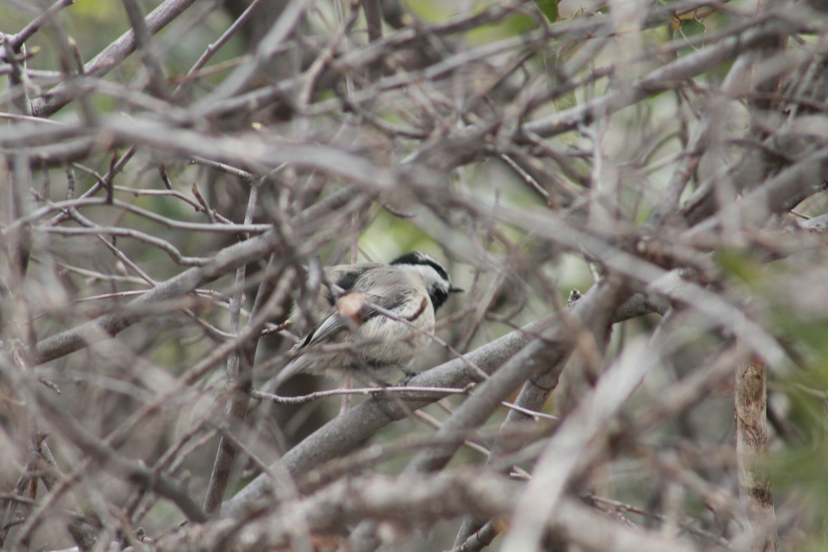 Mountain Chickadee - ML550168801