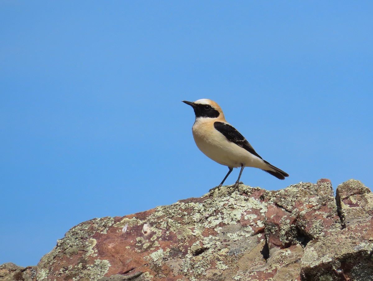 Western Black-eared Wheatear - ML550169041