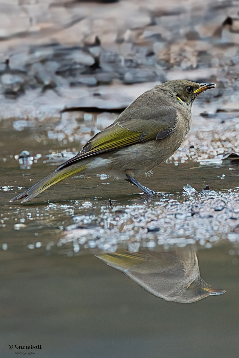 Fuscous Honeyeater - ML550169371