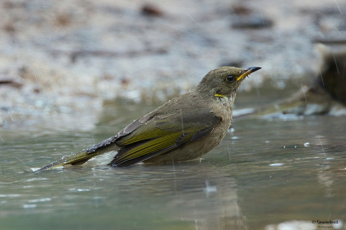 Fuscous Honeyeater - ML550169401