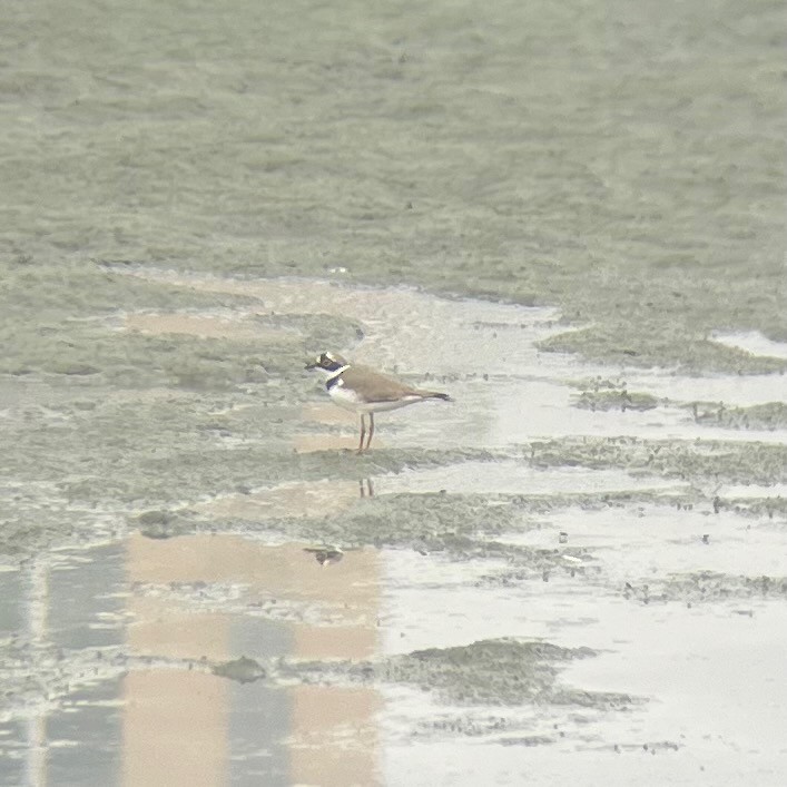 Little Ringed Plover - ML550169761