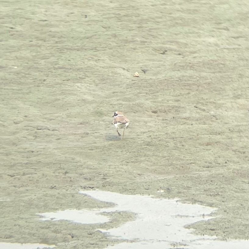 Little Ringed Plover - ML550169771