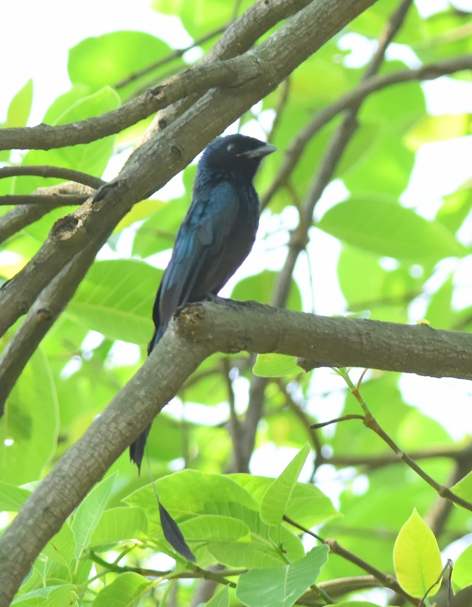 Lesser Racket-tailed Drongo - ML550170571
