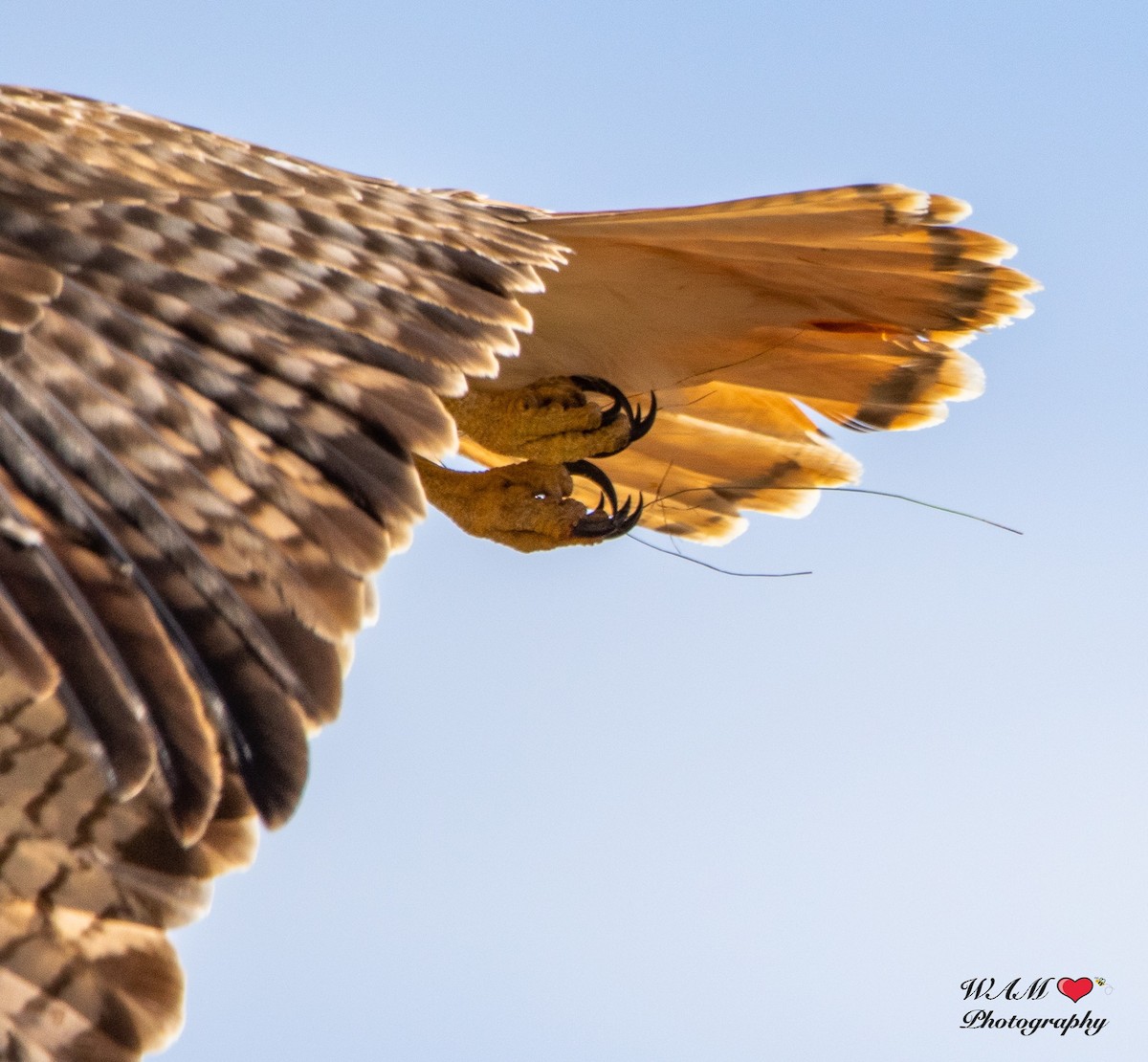 Red-tailed Hawk (abieticola) - RTHOC Group